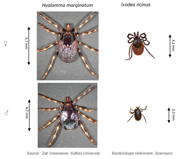 Hyalomma marginatum picture