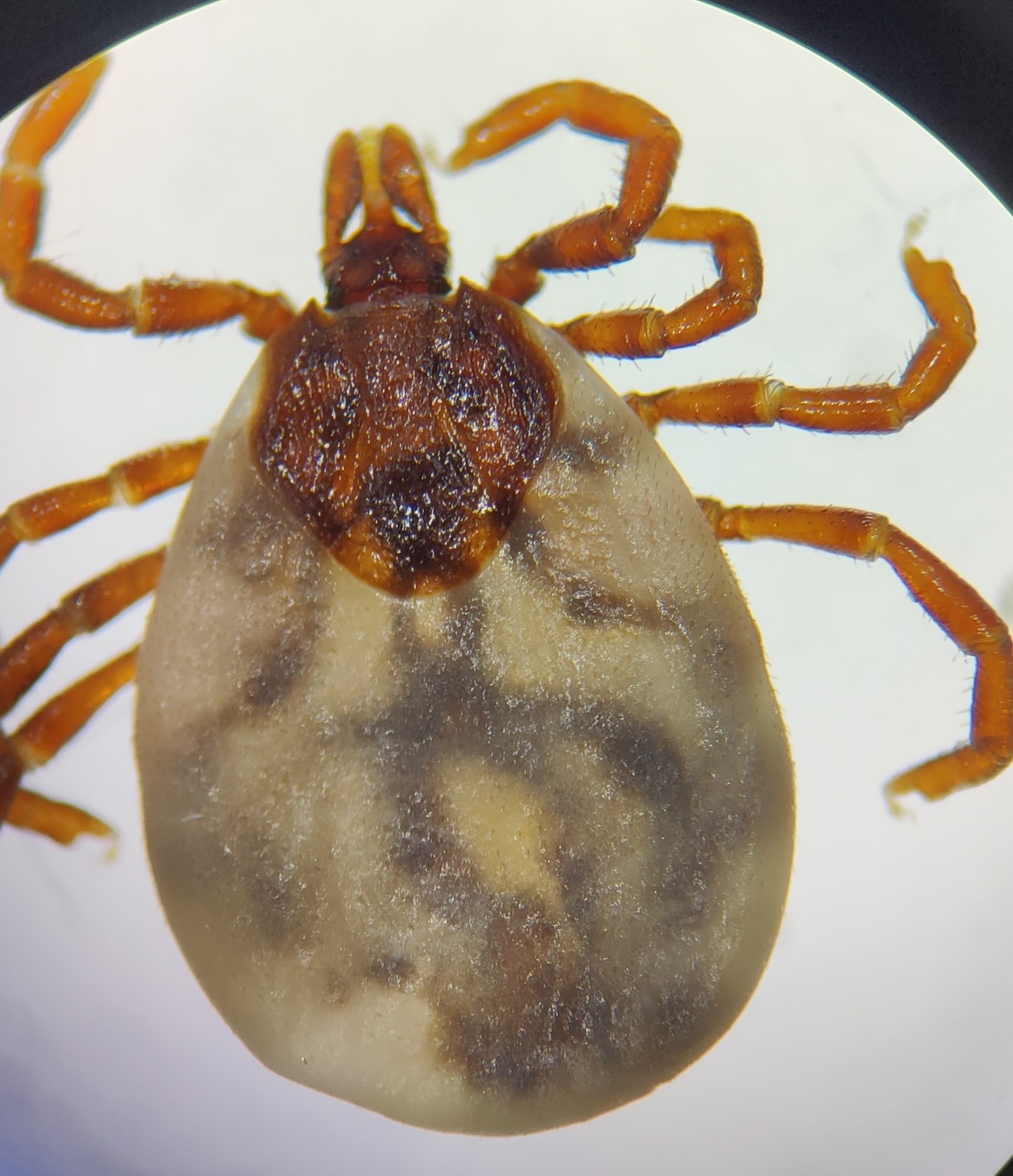 Ixodes hexagonus picture